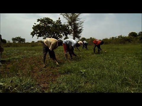 شاهد نيجريا تعوّل على الذهب الأبيض
