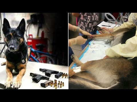 كلب بوليسي عرّض حياته للخطر لضبط كمية من الأسلحة