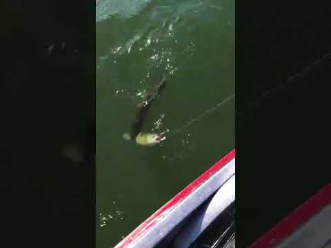 شاهد سمكة تحاول سرقة صياد فتلقي جزاءها