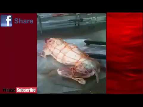 شاهد طهي الجمال كاملة من دون تقطيع