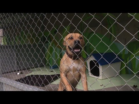 شاهد حياة ثانية تكتب للكلاب الشاردة داخل مأوى للإيواء