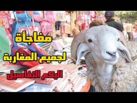 بالفيديو  ارتفاع كبير لأسعار الأضاحي في المغرب