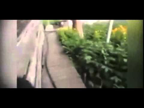 كلب شيواوا يحمل قطًا على ظهره