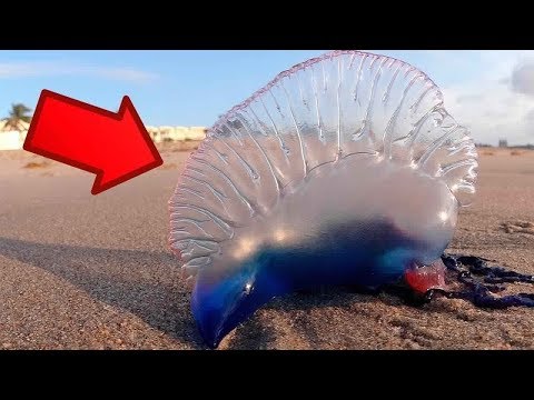 شاهد 10 حيوانات يجب على البشر تجنّبها