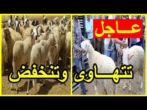 شاهد سبب غريب وراء انخفاض أسعار أضاحي بشكل غير متوقع