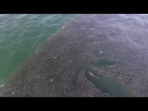 أسماك القرش تفرض سيطرتها على عدد هائل من الأسماك