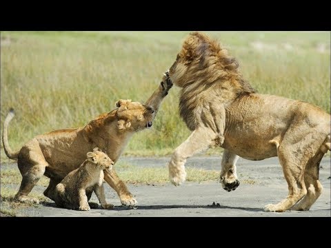 حيوانات شجاعة نجحت في إنقاذ صغارها