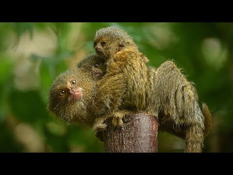 لقطات مذهلة لأصغر قرد في العالم عندما أنجب توأمًا