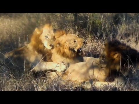 شاهد أغرب مشاهد الحياة البريّة حول العالم