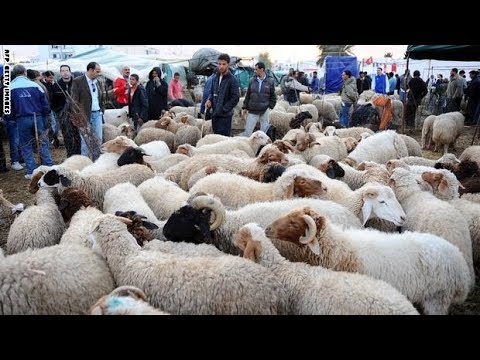 بالفيديو  الكشف عن أسباب فساد لحوم الأضاحي بعد ذبحها