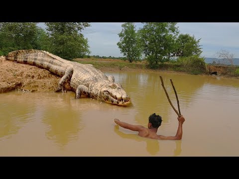 طفل صغير يصطاد تمساحًا