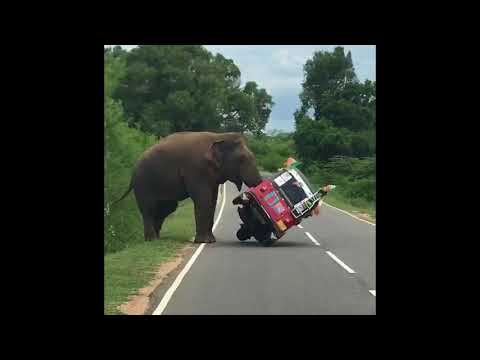 فيل جائع يقلب توك توك بحثًا عن الطعام