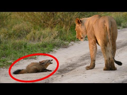 ما فعلته هذه اللبؤة بهذا الثعلب يتحدى الطبيعة بصدق