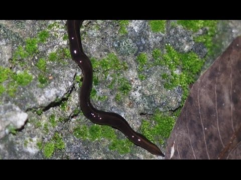 مخلوق خطير يخرج من أميركا إلى العالم