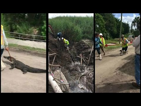 لحظة إخراج تمساح يعيق تمديدات الصرف الصحي في فلوريدا