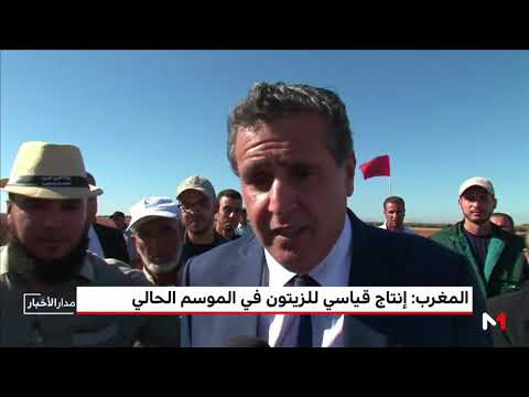 شاهد إنتاج قياسي للزيتون في الموسم الفلاحي