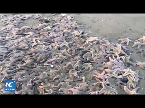 نجوم البحر تغزو شواطئ جزيرة ساخالين الروسية