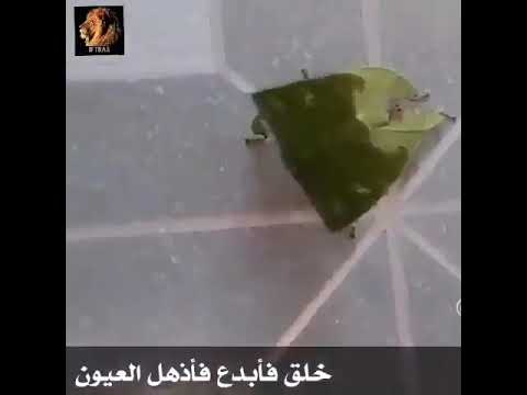 شاهد العثور على كائن غريب في المغرب