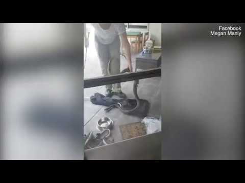 شاهد شجاعة أم تمسك بثعبان ضخم داخل منزلها