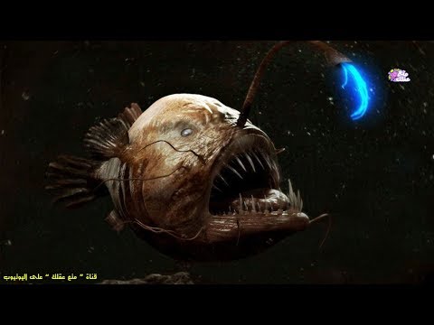 أغرب 8 مخلوقات بحرية عرفها العالم