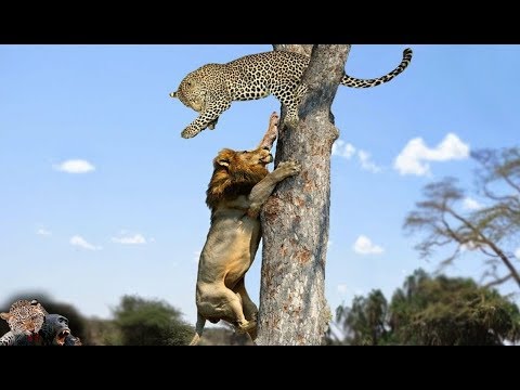 أقوى أنواع القطط الكبيرة