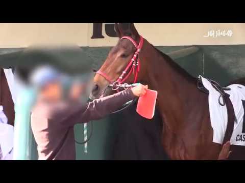 شاهد حضور أطفال في سباق الخيول في البيضاء