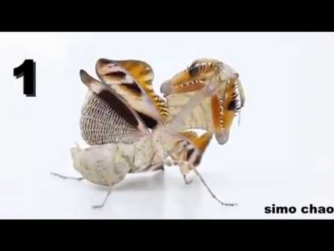 شاهد أندر وأجمل 5 حشرات في العالم