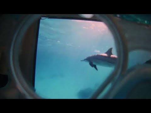 شاهد السباحة مع دلافين افتراضية علاج فعلي في هولندا