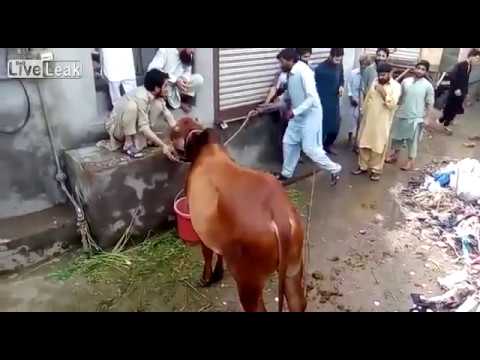 شاهد بقرة تنتقم من رجل حاول ذبحها
