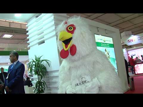 شاهد رفع الستار عن معرض الدواجن في المغرب