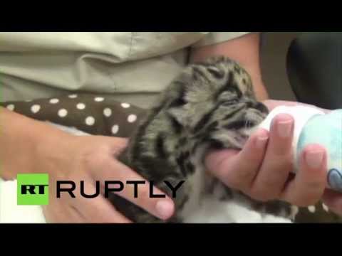 مولود ذكر للفهد المرقط المهدد بخطر الانقراض