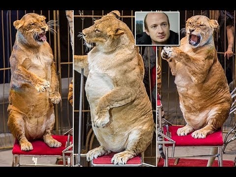 شاهد نمور وأسود يعانون من السمنة داخل سيرك روسي