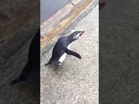 شاهد بطريق يعبر الشارع للترحيب بمجموعة أشخاص