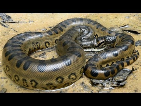 شاهد أضخم وأطول أفعى أنكوندا في العالم تصل إلى المغرب