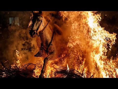 شاهد تطهير الخيول بالقفز عبر النار في إسبانيا