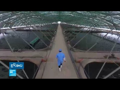 شاهد انتشار مزارع تربية الجمبري في دلتا الميكونغ في فيتنام