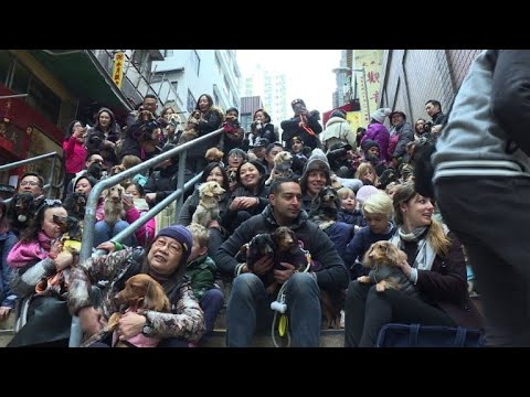 شاهد كلاب داشهند في كونغ كونغ ترتدي قفازات شتوية وسترات صوفية أنيقة