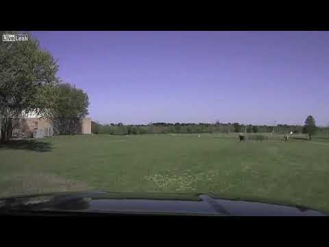 شاهد بقرة تحاول الانتقام من ضابط أعادها إلى المزرعة