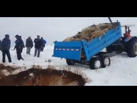 شاهد نفوق المواشي في المملكة المغربية