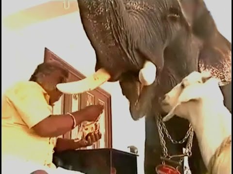 أسرة تربي فيلا ضخما داخل منزلها