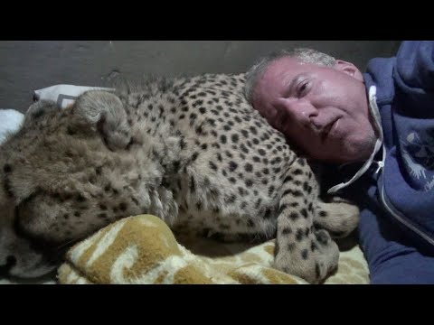 رجل يعيش مع فهدين ويستخدمهما كوسادة للنوم