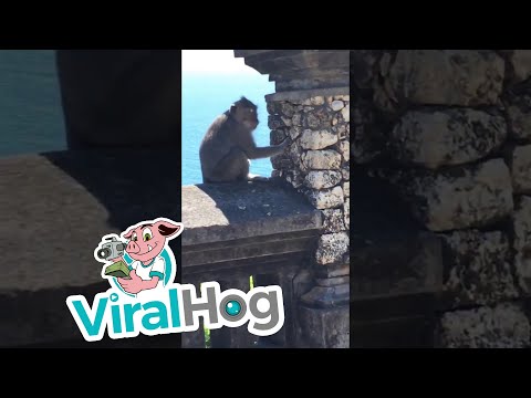 قرد يسرق هاتفًا من سائحة