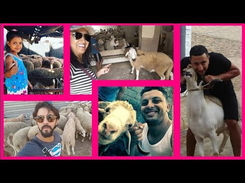 شاهد  الفنانين و النجوم المغاربة يستعرضون أكباشهم في عيد الأضحى