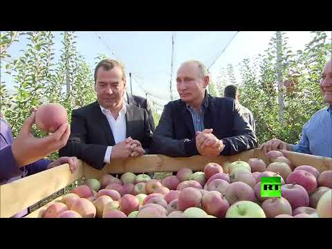 بوتين يحضر حزمة من المنتجات الزراعية الروسية لإهدائها لنظيره المصري