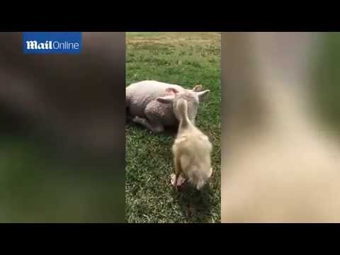 شاهد صداقة مدهشة ونادرة بين بطة وخروف