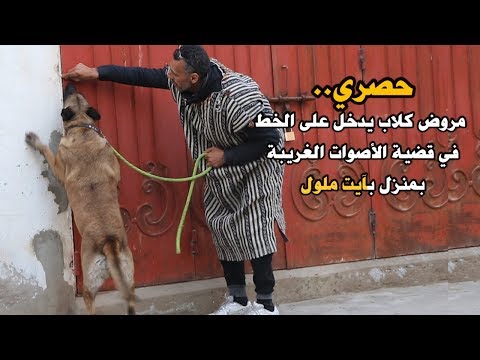 شاهد مروّض كلاب يدخل على الخط في قضية منزل آيت ملول