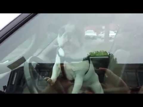 بالفيديو كلب يقرع