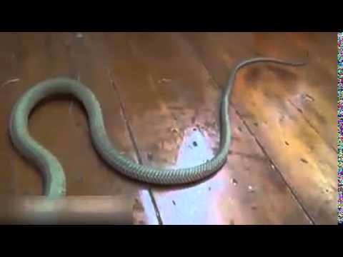 فيديو ثعبان كوبرا يشن هجومًا شرسًا على صديقه