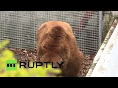 بالفيديو أنثى الدب تزهد بعد وفاة صغيرتها