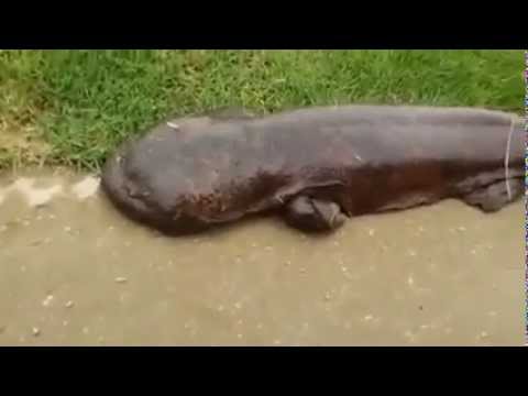 شاهد حيوان غريب يظهر في إحدى المدن الأسبانية